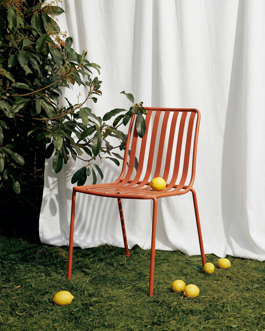 Ziro Dining Chair